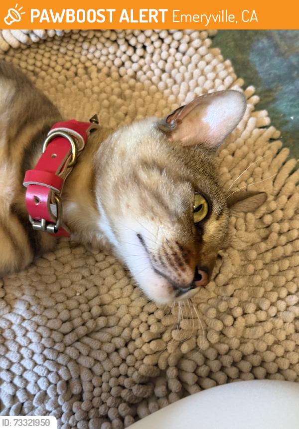 Found/Stray Male Cat last seen Adeline Street, Emeryville, CA 94608