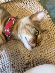 Found/Stray Male Cat last seen Adeline Street, Emeryville, CA 94608