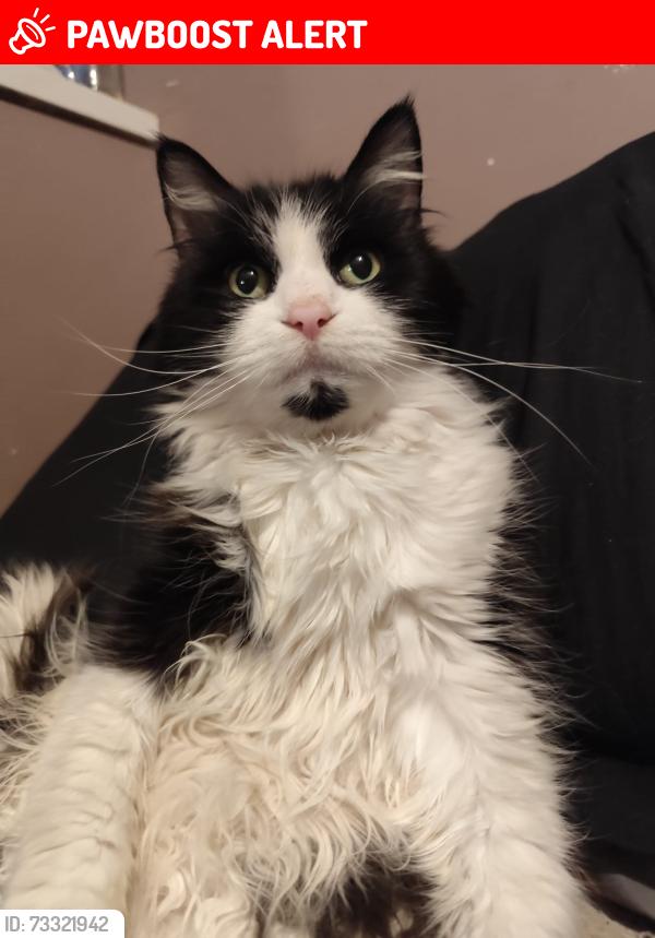 Lost Male Cat last seen Permain Drive, Nottingham, England NG3 3EQ