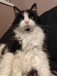 Lost Male Cat last seen Permain Drive, Nottingham, England NG3 3EQ