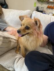 Found/Stray Female Dog last seen Near s Treebeard, Taylorsville, UT 84129