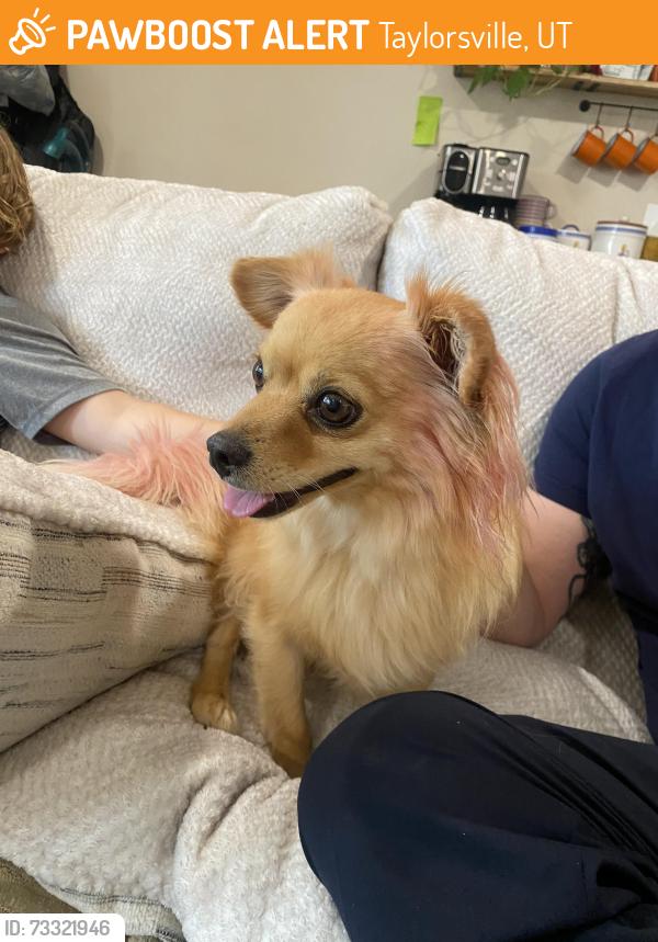 Found/Stray Female Dog last seen Near s Treebeard, Taylorsville, UT 84129