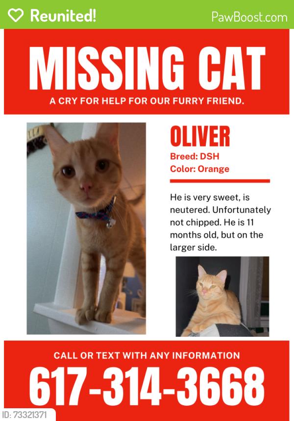 Reunited Male Cat last seen dolphin avenue, Winthrop, MA 02152