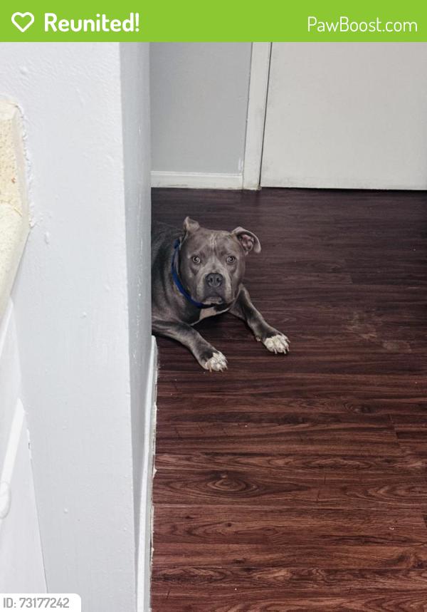 Reunited Male Dog last seen Kirby Pkwy and Winchester Rd, Memphis, TN 38119