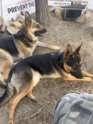 Found/Stray Female Dog last seen Sugarloaf, Big Bear, CA 92386