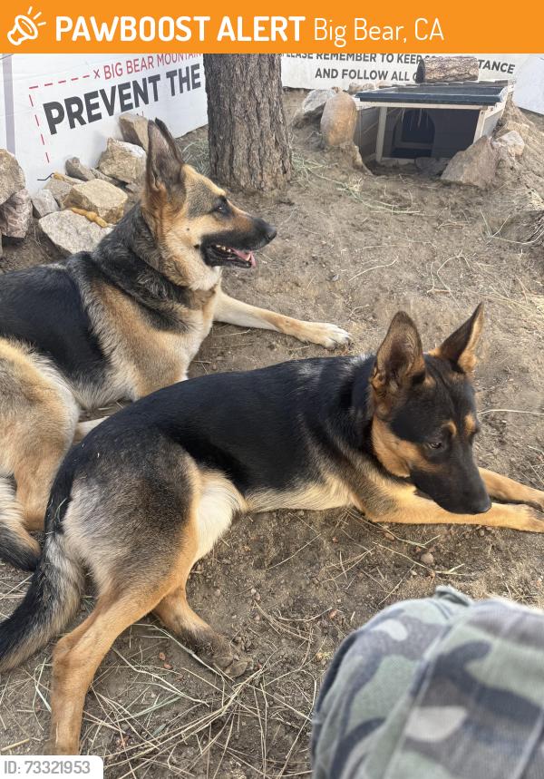 Found/Stray Female Dog last seen Sugarloaf, Big Bear, CA 92386