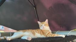 Reunited Male Cat last seen Victoria Park and Biggins Court, Toronto, ON 