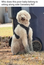 Found/Stray Unknown Dog last seen Near S Cemetery Road, Mustang, OK 73064