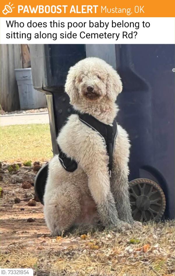 Found/Stray Unknown Dog last seen Near S Cemetery Road, Mustang, OK 73064