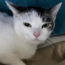 Shelter Stray Unknown Cat last seen BENTON BETWEEN LICOLN AND SANTA CLARA, 1590 Fortmann Way, Alameda, CA 94501, USA
