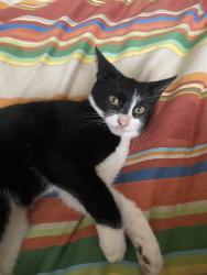 Reunited Male Cat last seen Near quiet valley, San Antonio, TX 78242