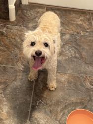 Reunited Female Dog last seen Debra st and Randall rd In Gilbert AZ, Gilbert, AZ 85296