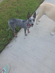 Found/Stray Female Dog last seen St. Augustine, Pasadena, TX 77506