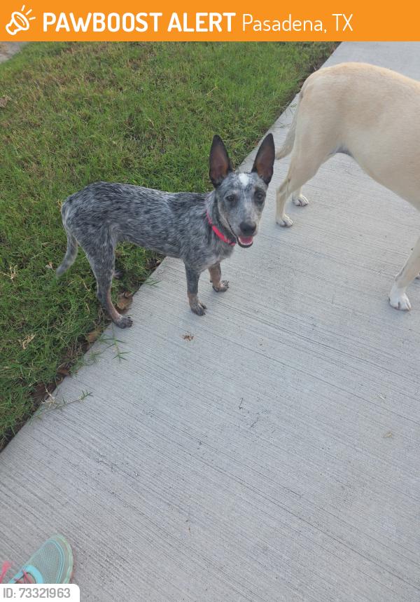 Found/Stray Female Dog last seen St. Augustine, Pasadena, TX 77506
