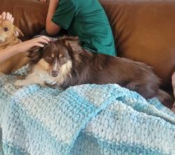 Reunited Female Dog last seen Waterwood Drive, Windsor, CO 80550