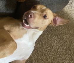 Reunited Male Dog last seen Near Manchester Dr, Shawnee, OK 74804, USA, Shawnee, OK 74804