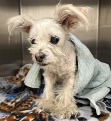 Shelter Stray Female Dog last seen ELK GROVE FLORIN RD / CASTLE PARK DR, 9150 Union Park Way, Elk Grove, CA 95624, USA