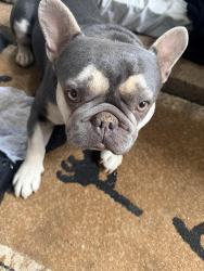 Reunited Male Dog last seen Near Valley high school Candelaria in between 12th St. and Rio Grande, Albuquerque, NM 87107