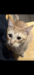 Reunited Male Cat last seen Ford city mall, Chicago, IL 60652