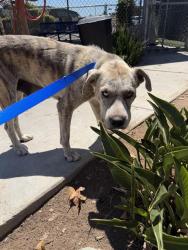 Shelter Stray Female Dog last seen E REINSTRA AND ARIES CT, 130 Beyer Way, Chula Vista, CA 91911, USA