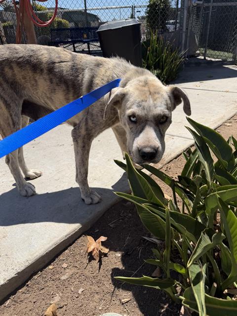 Shelter Stray Female Dog last seen E REINSTRA AND ARIES CT, 130 Beyer Way, Chula Vista, CA 91911, USA