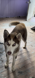 Reunited Female Dog last seen Central Ave, Newark, NJ 07107