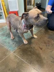 Shelter Stray Female Dog last seen 11TH ST, 31078 LA-36, Lacombe, LA 70445, USA