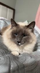 Lost Male Cat last seen fenimore and viceroy, Azusa, CA 91702