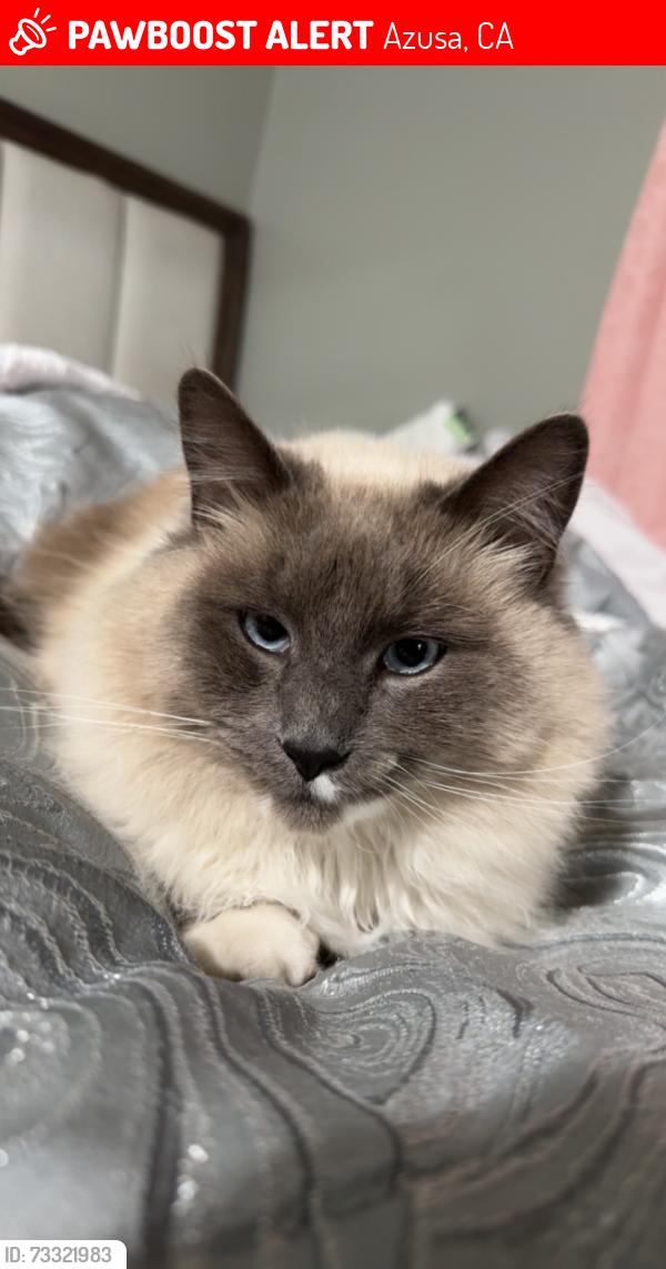 Lost Male Cat last seen fenimore and viceroy, Azusa, CA 91702