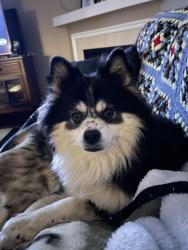 Reunited Female Dog last seen S Duke street by Comcast and the cemetery, Lancaster, PA 17602