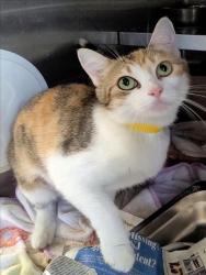 Shelter Stray Female Cat last seen , 1850 W 60th St, Los Angeles, CA 90047, USA