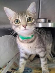 Shelter Stray Female Cat last seen , 1850 W 60th St, Los Angeles, CA 90047, USA