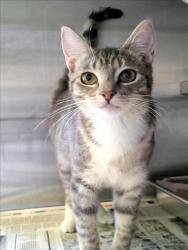 Shelter Stray Female Cat last seen , 1850 W 60th St, Los Angeles, CA 90047, USA