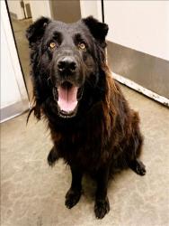 Shelter Stray Male Dog last seen , 1850 W 60th St, Los Angeles, CA 90047, USA