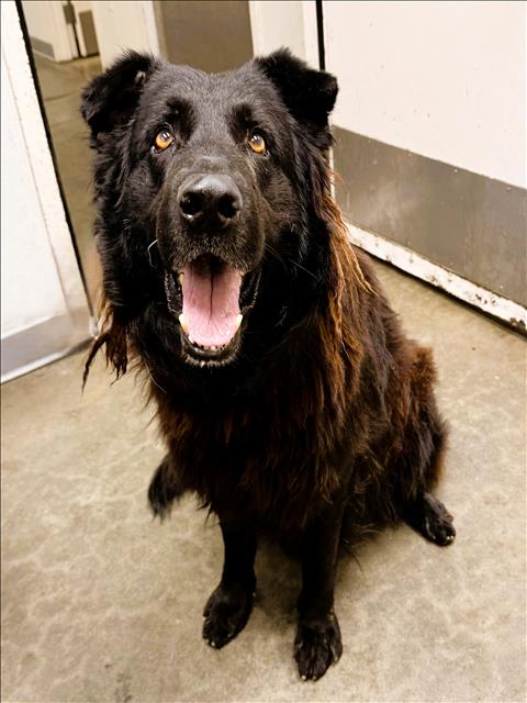 Shelter Stray Male Dog last seen , 1850 W 60th St, Los Angeles, CA 90047, USA