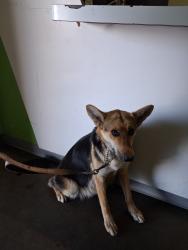 Shelter Stray Female Dog last seen , 1850 W 60th St, Los Angeles, CA 90047, USA