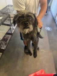 Shelter Stray Male Dog last seen , 1850 W 60th St, Los Angeles, CA 90047, USA