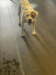 Shelter Stray Male Dog last seen , 1850 W 60th St, Los Angeles, CA 90047, USA