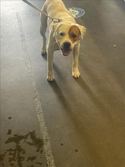 Shelter Stray Male Dog last seen , 1850 W 60th St, Los Angeles, CA 90047, USA