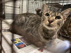 Shelter Stray Female Cat last seen , 1850 W 60th St, Los Angeles, CA 90047, USA
