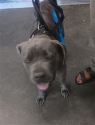 Shelter Stray Female Dog last seen , 1850 W 60th St, Los Angeles, CA 90047, USA