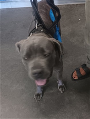 Shelter Stray Female Dog last seen , 1850 W 60th St, Los Angeles, CA 90047, USA