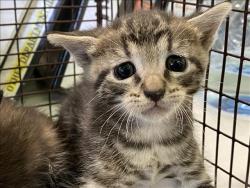 Shelter Stray Unknown Cat last seen , 1850 W 60th St, Los Angeles, CA 90047, USA