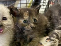 Shelter Stray Unknown Cat last seen , 1850 W 60th St, Los Angeles, CA 90047, USA