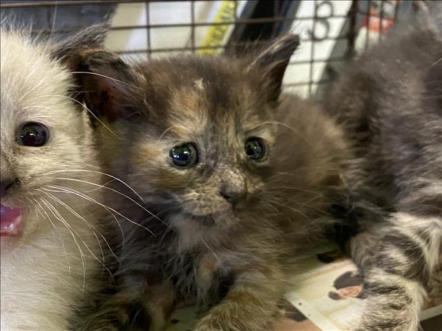 Shelter Stray Unknown Cat last seen , 1850 W 60th St, Los Angeles, CA 90047, USA