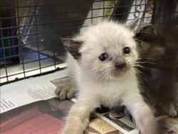 Shelter Stray Unknown Cat last seen , 1850 W 60th St, Los Angeles, CA 90047, USA