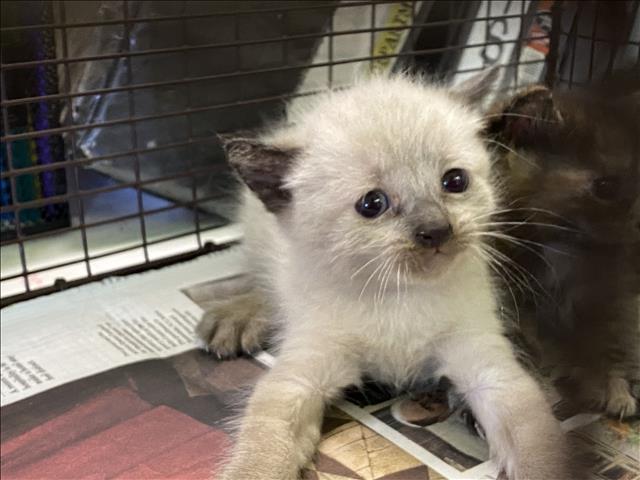 Shelter Stray Unknown Cat last seen , 1850 W 60th St, Los Angeles, CA 90047, USA