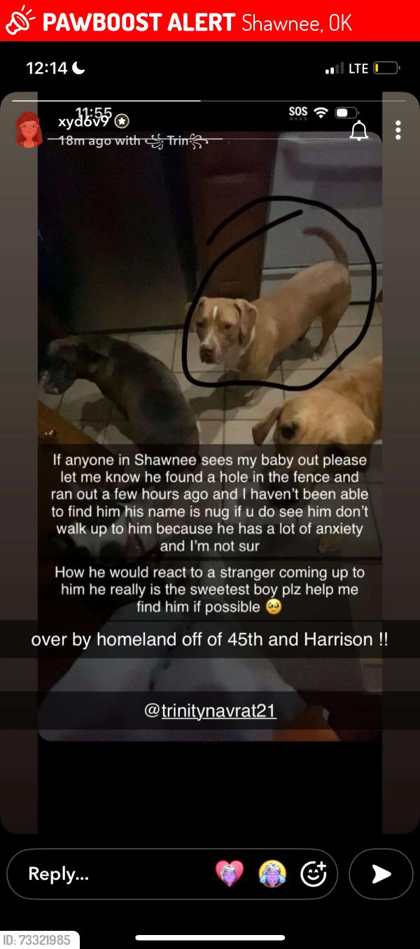Lost Male Dog last seen Homeland on Harrison, Shawnee, OK 74801