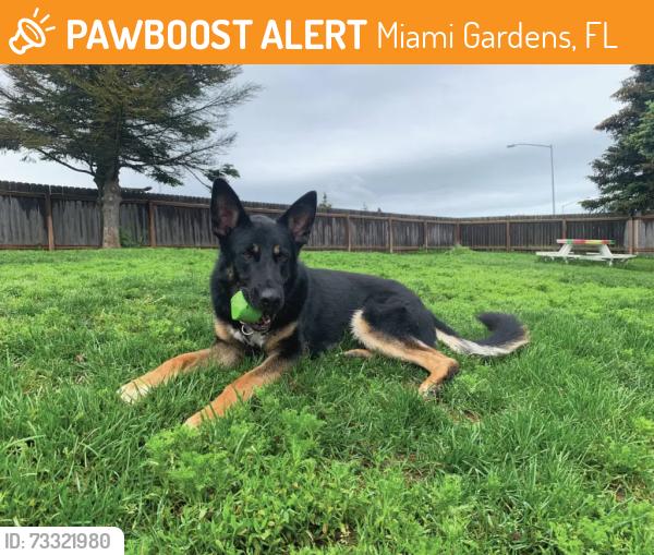 Found/Stray Male Dog last seen Near NW 155th Dr, Miami Gardens, FL 33169, Miami Gardens, FL 33169
