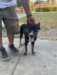 Found/Stray Female Dog last seen Hillcrest Dr / 28th st, Los Angeles, CA 90016